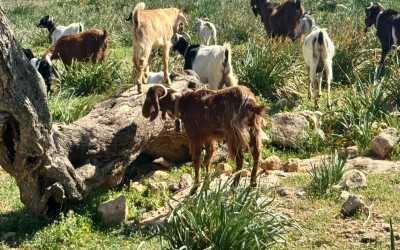 Wycieczka fakultatywna, Marathon [108] Jeep Safari - Narodowy Park Akamas z Protaras