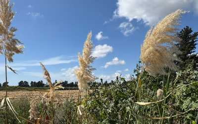 Wycieczka fakultatywna, Wycieczka na plażę Skała Afrodyty [35] z Pafos