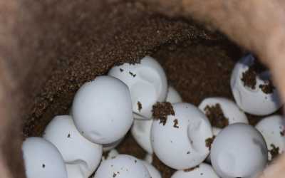 Wycieczka fakultatywna, Wycieczka na plażę Lara Beach [27] z Pafos